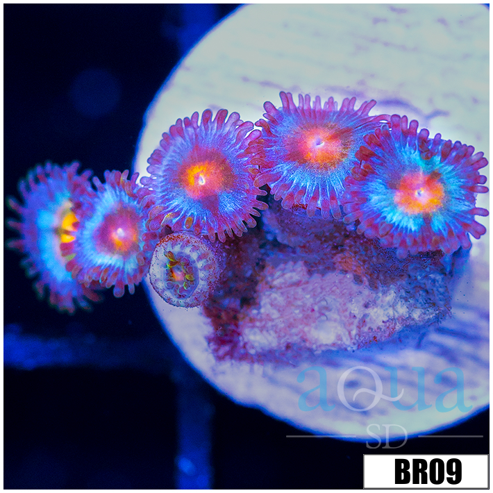 Pumpkin Patch Zoas