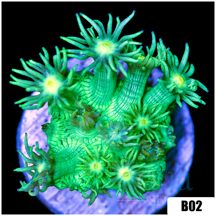 Nuclear Goniopora