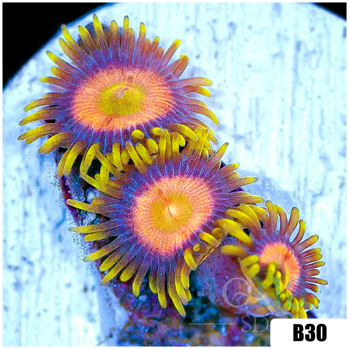 Sunflower Zoas