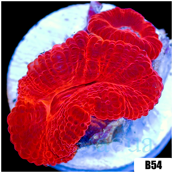 Aussie Ultra Acan Lord