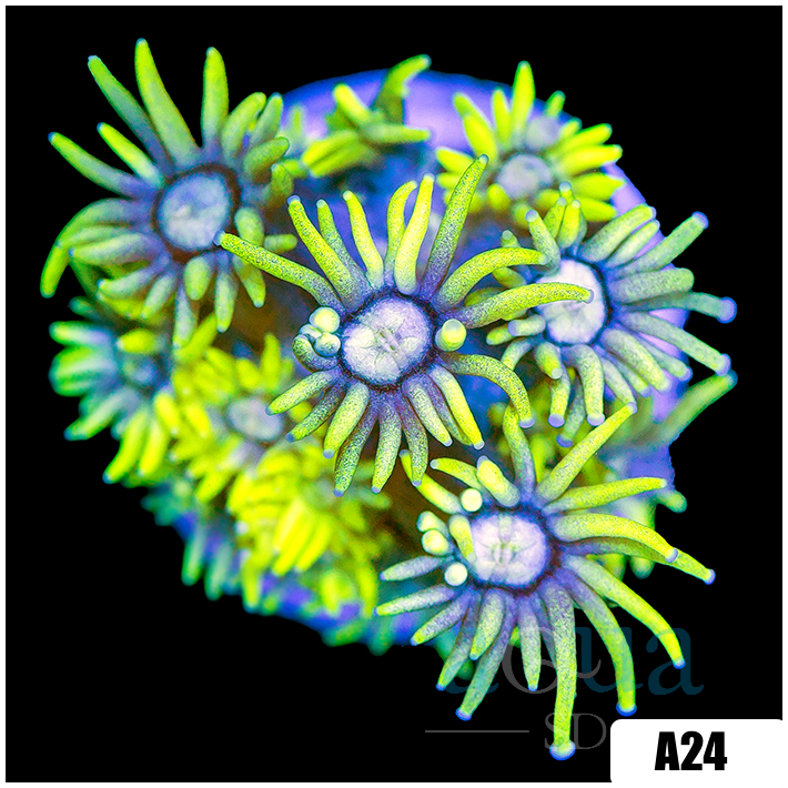 Lime Goniopora