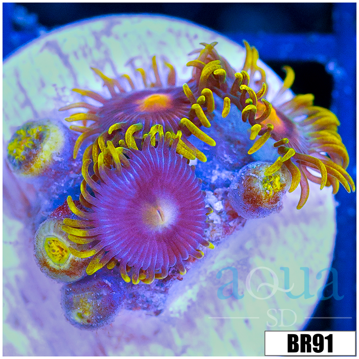 Sunflower Zoanthids