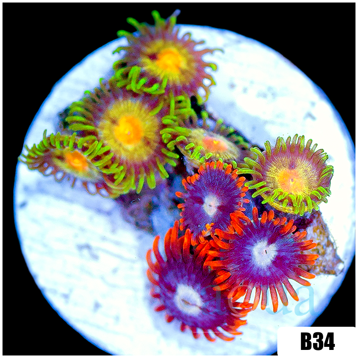 ASD Combo Zoanthids