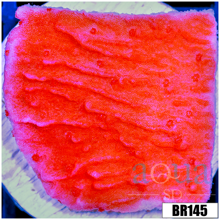 Orange Plating Monti