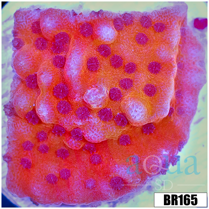 Orange Phoenix Montipora