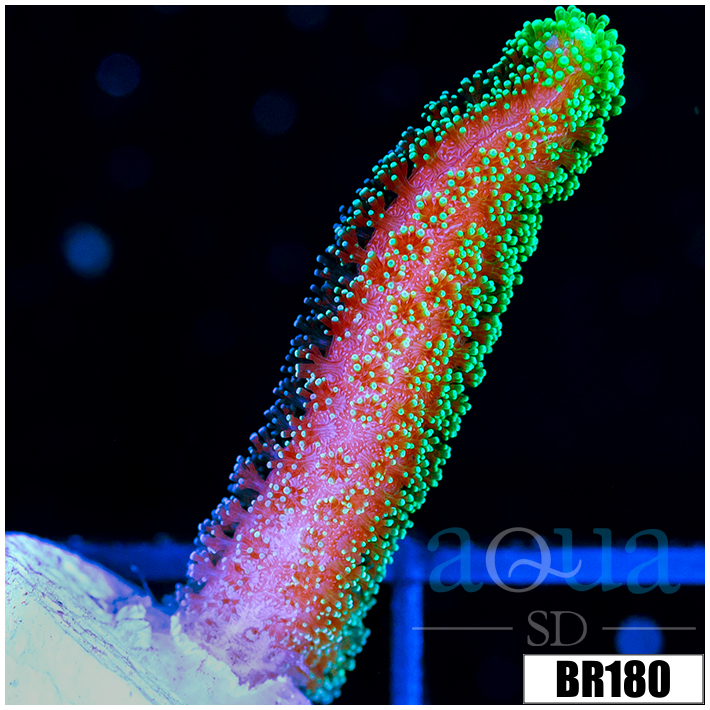 Indo Birdsnest Frag