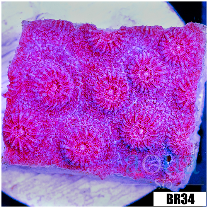 Grape Cyphastrea