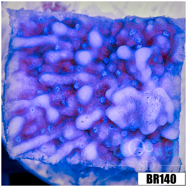 Purple Haze Montipora