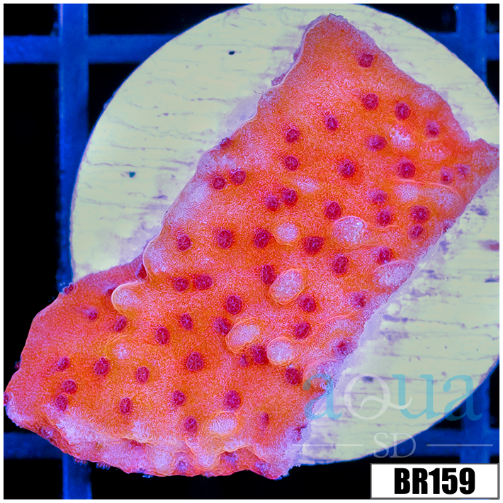 Orange Phoenix Montipora