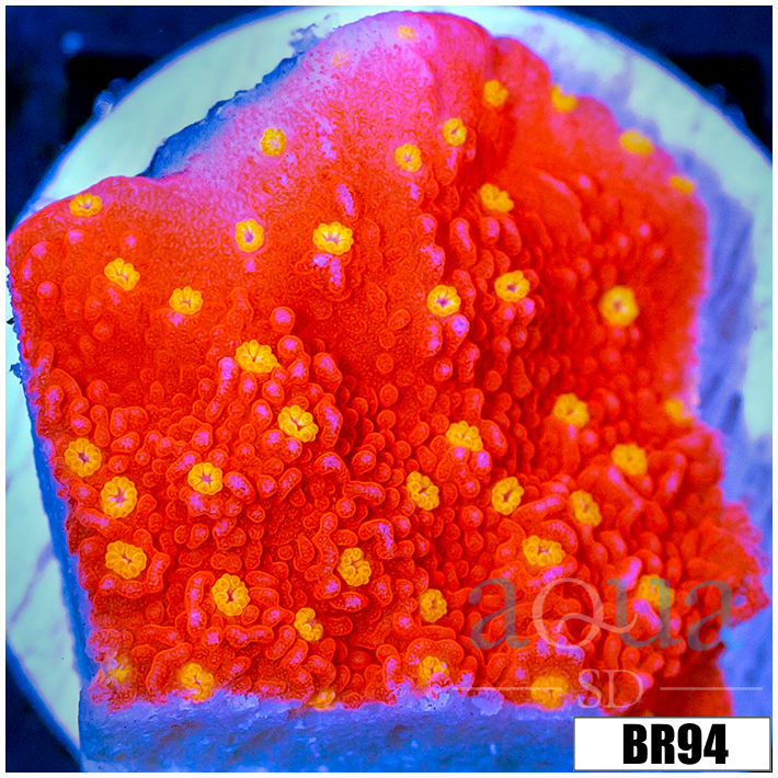 Sunburst Montipora
