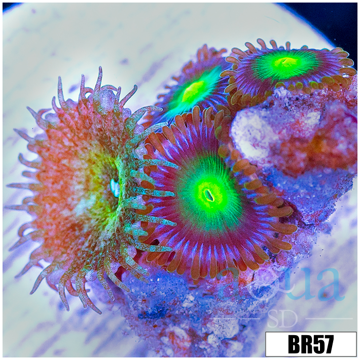 Dragon Eyes Zoas