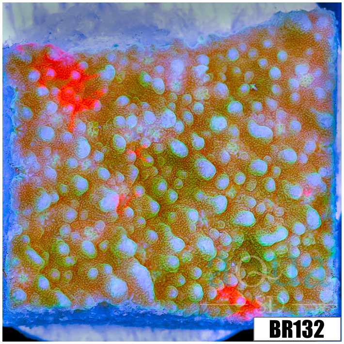 ASD Grafted Montipora