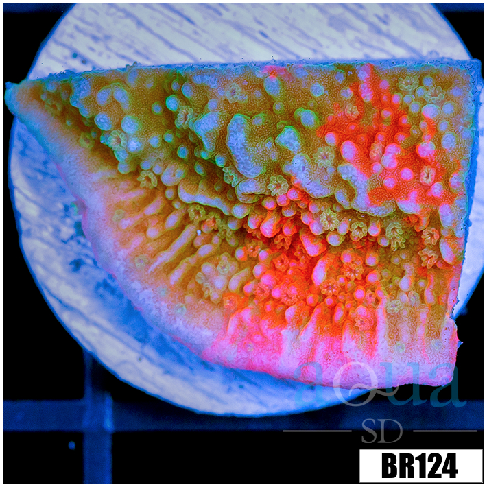CLEARANCE - ASD Grafted Montipora