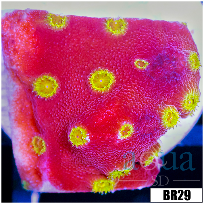 Golden Cyphastrea