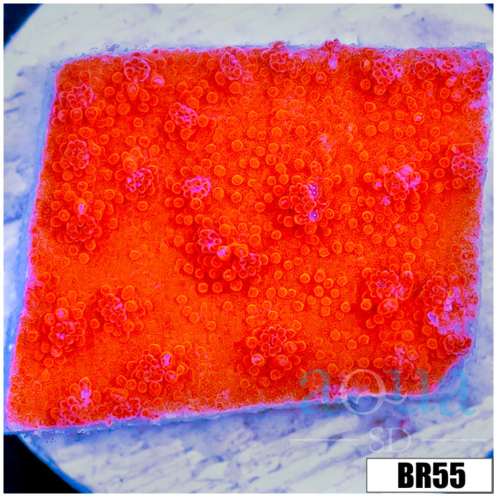 Orange Plating Monti