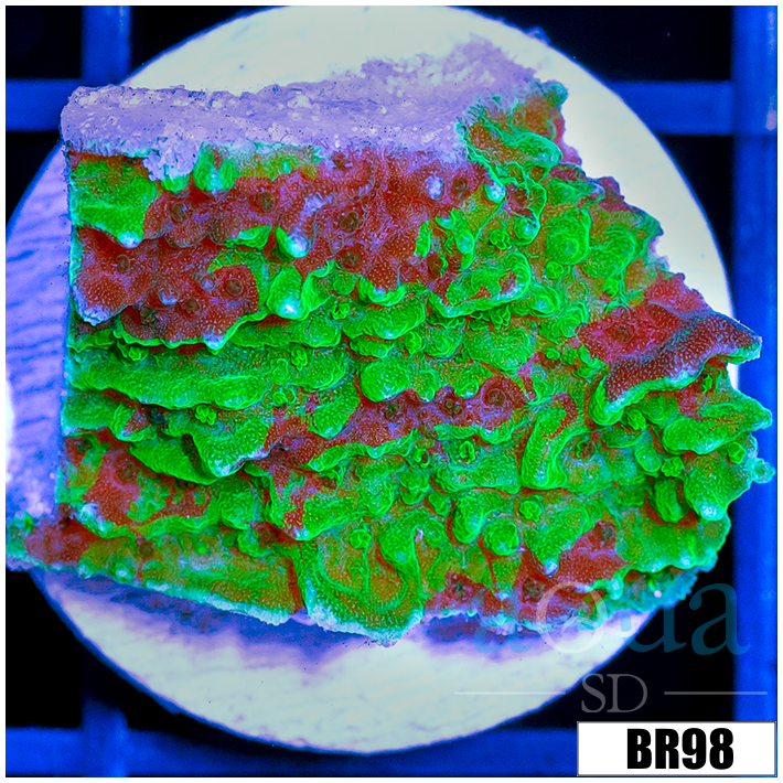 JF Cold Fusion Montipora