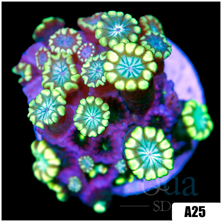 Lime Petals Alveopora