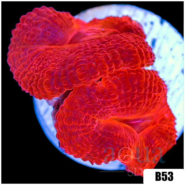 Aussie Ultra Acan Lord
