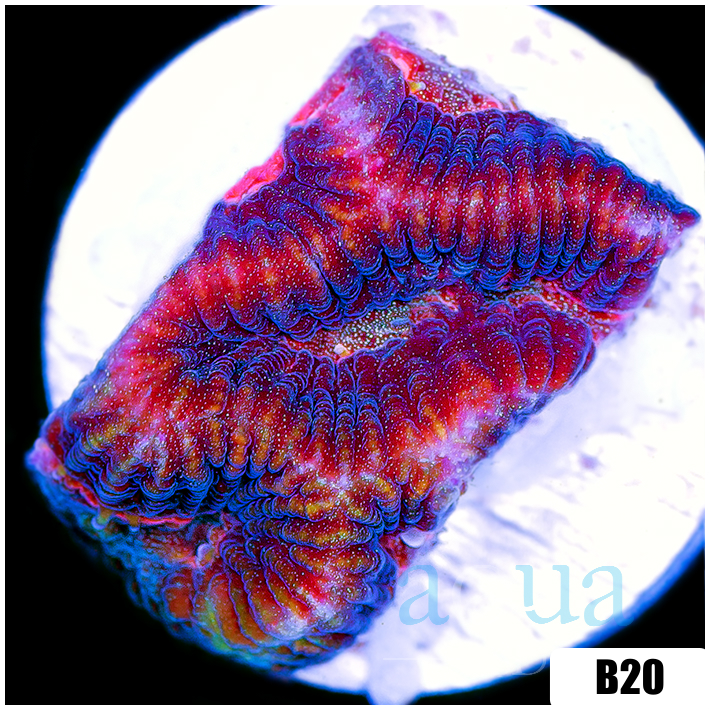 Centipede Platy Favia