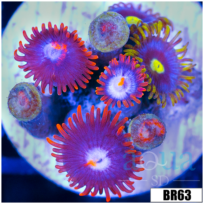 ASD Combo Zoanthids
