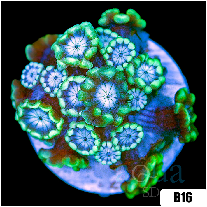 Green Petals Alveopora