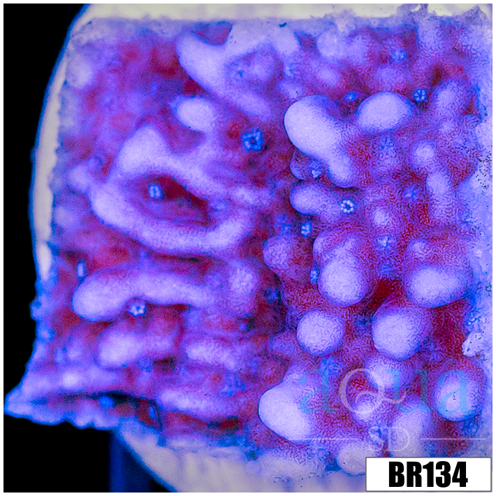 Purple Haze Montipora