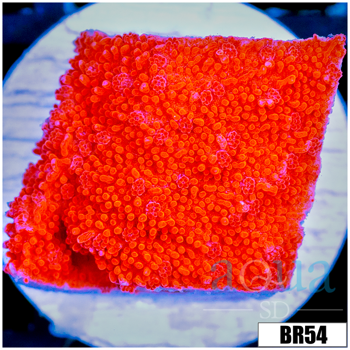Orange Plating Monti