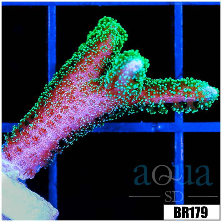 Indo Birdsnest Frag