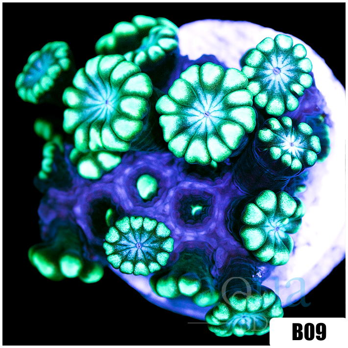 Green Petals Alveopora