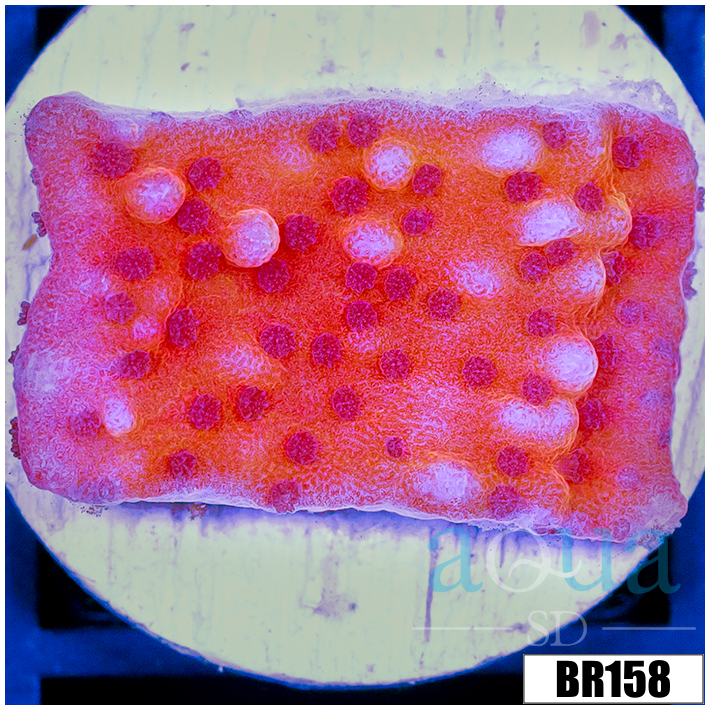 Orange Phoenix Montipora