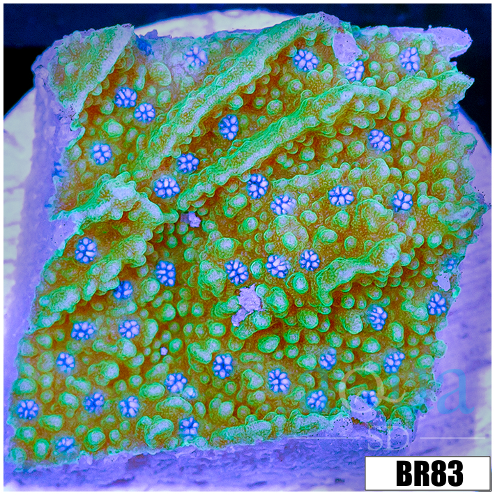Blueberry Fields Montipora