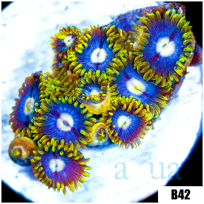 Blowpop Zoas