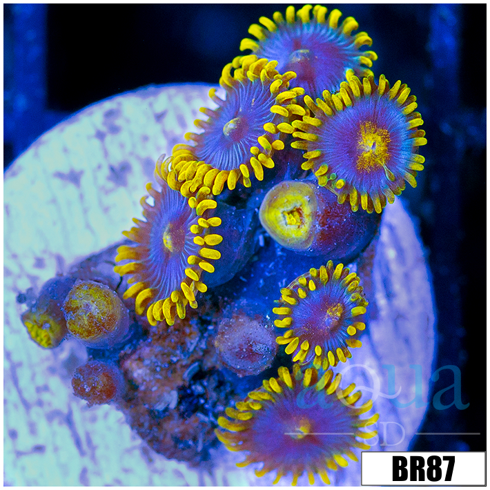 Blowpop Zoanthids