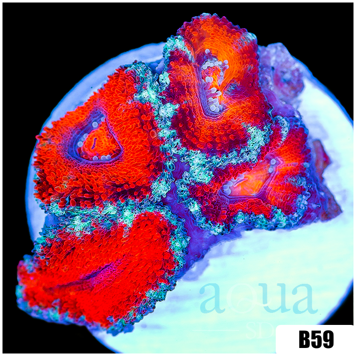 Teal Claw Acan Lord