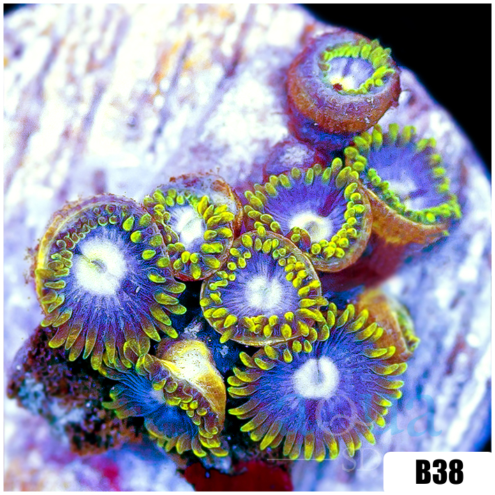 Blowpop Zoanthids