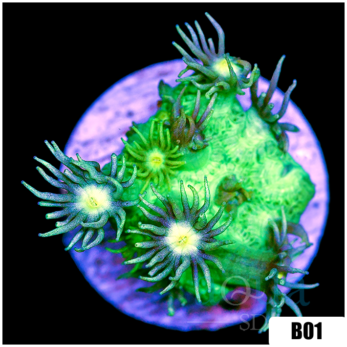 Nuclear Goniopora
