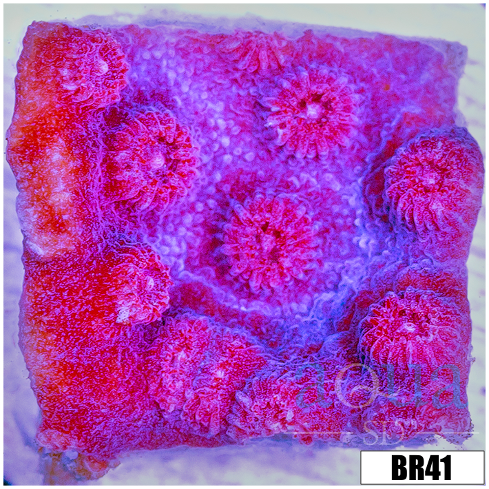 Grape Cyphastrea