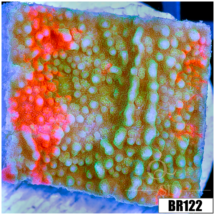 CLEARANCE - ASD Grafted Montipora
