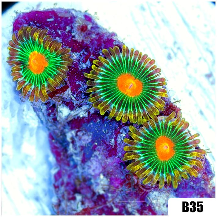 Gator Eyes Zoas