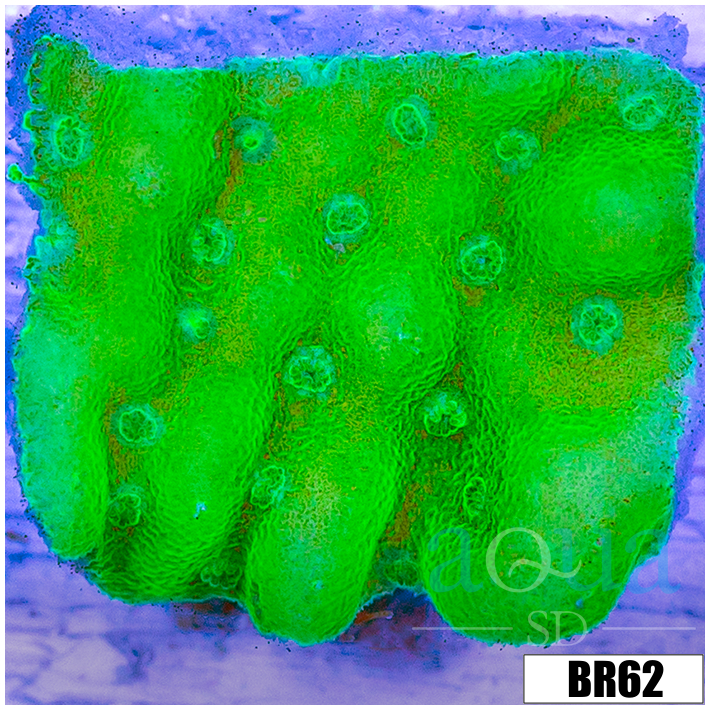 Wasabi Dreams Montipora