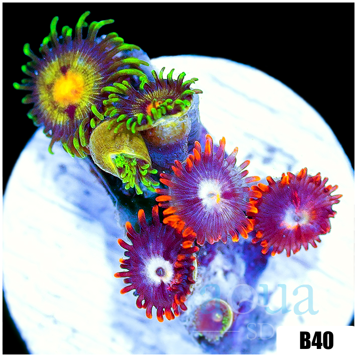 ASD Combo Zoanthids