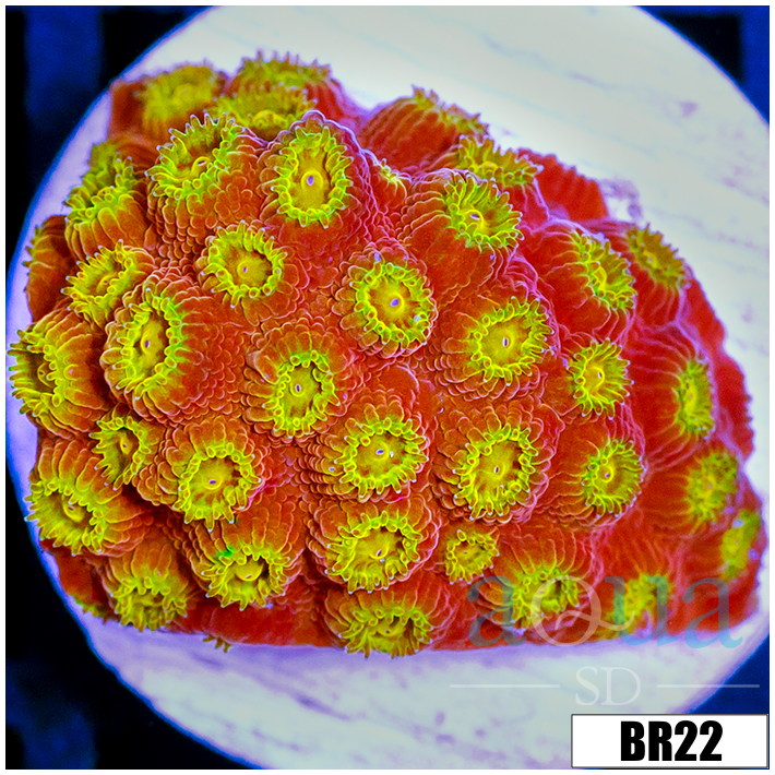 Golden Cyphastrea
