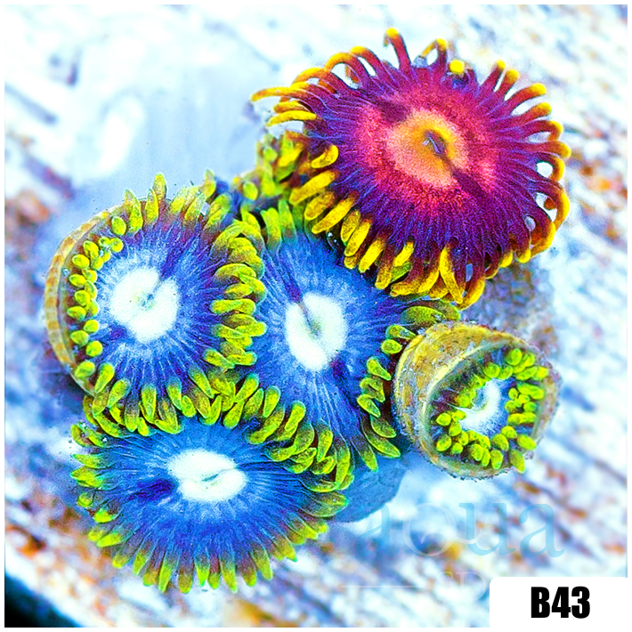 ASD Combo Zoanthids
