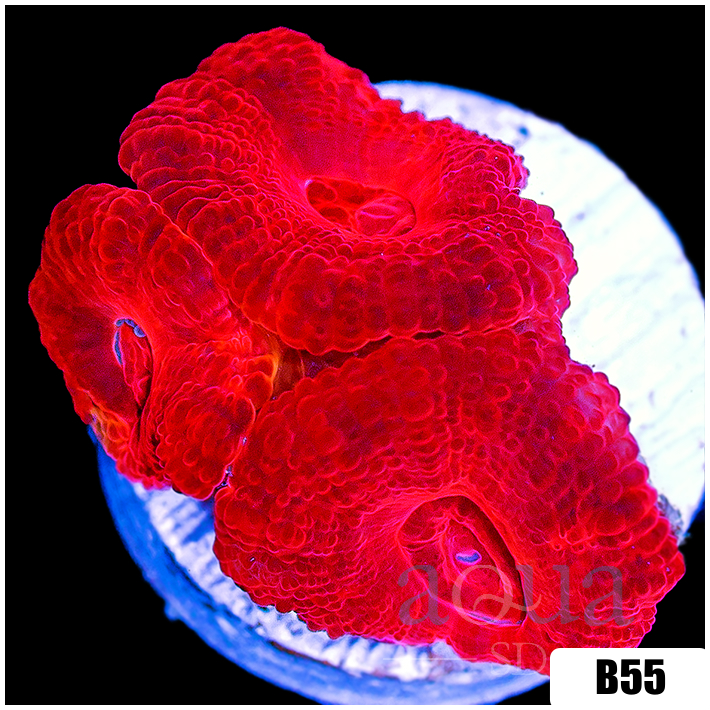 Aussie Ultra Acan Lord
