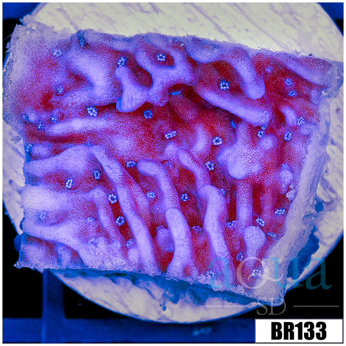 Purple Haze Montipora