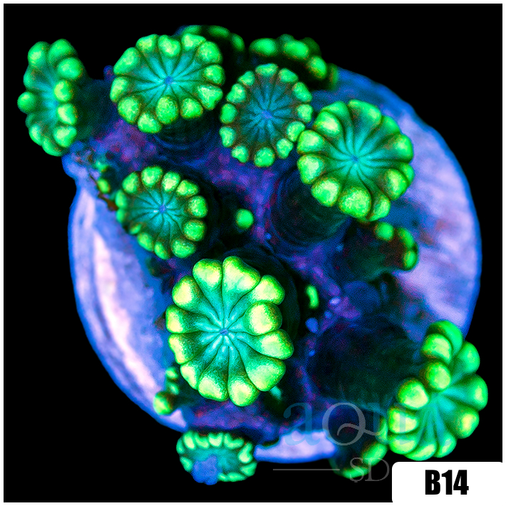 Green Petals Alveopora
