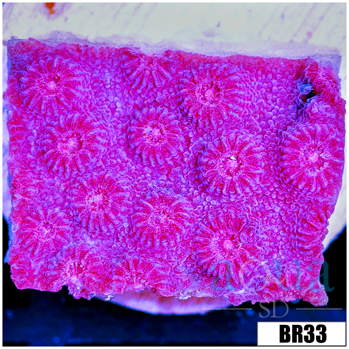 Grape Cyphastrea