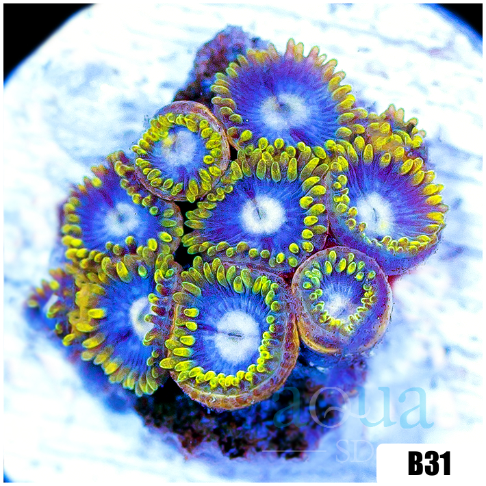 Blowpop Zoanthids