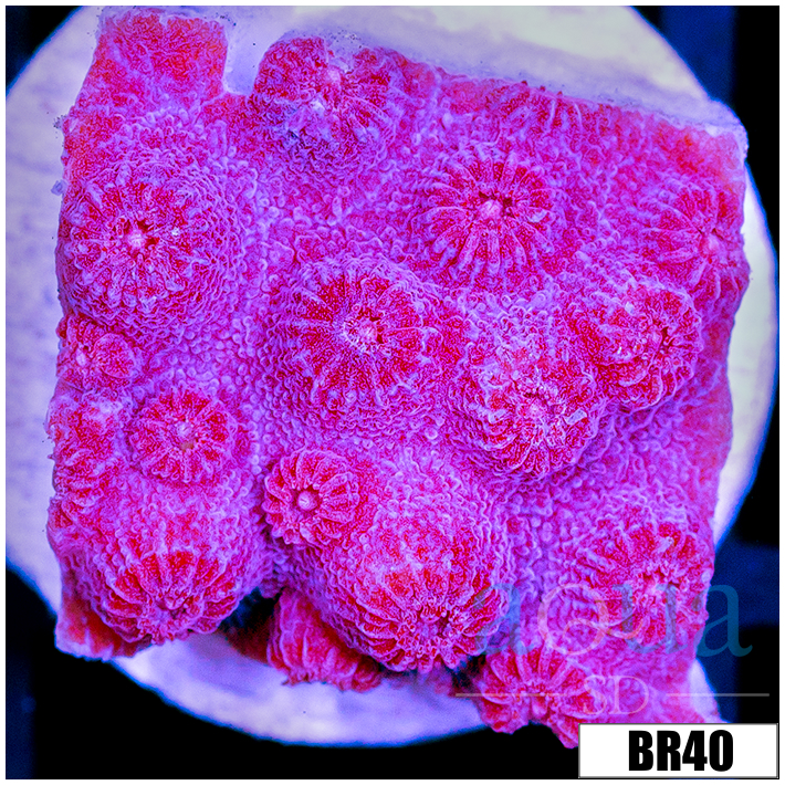 Grape Cyphastrea