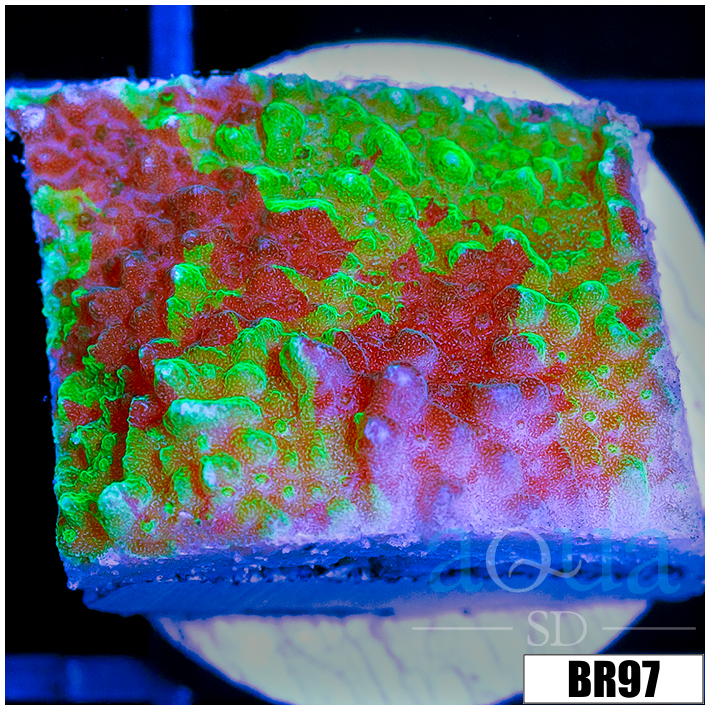 JF Cold Fusion Montipora
